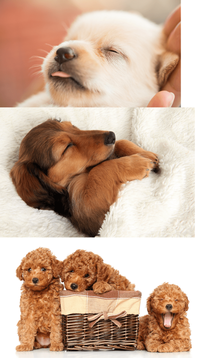 The Best Dog Beds for Puppies: Comfort and Durability - furryfriendsfurnishingsco